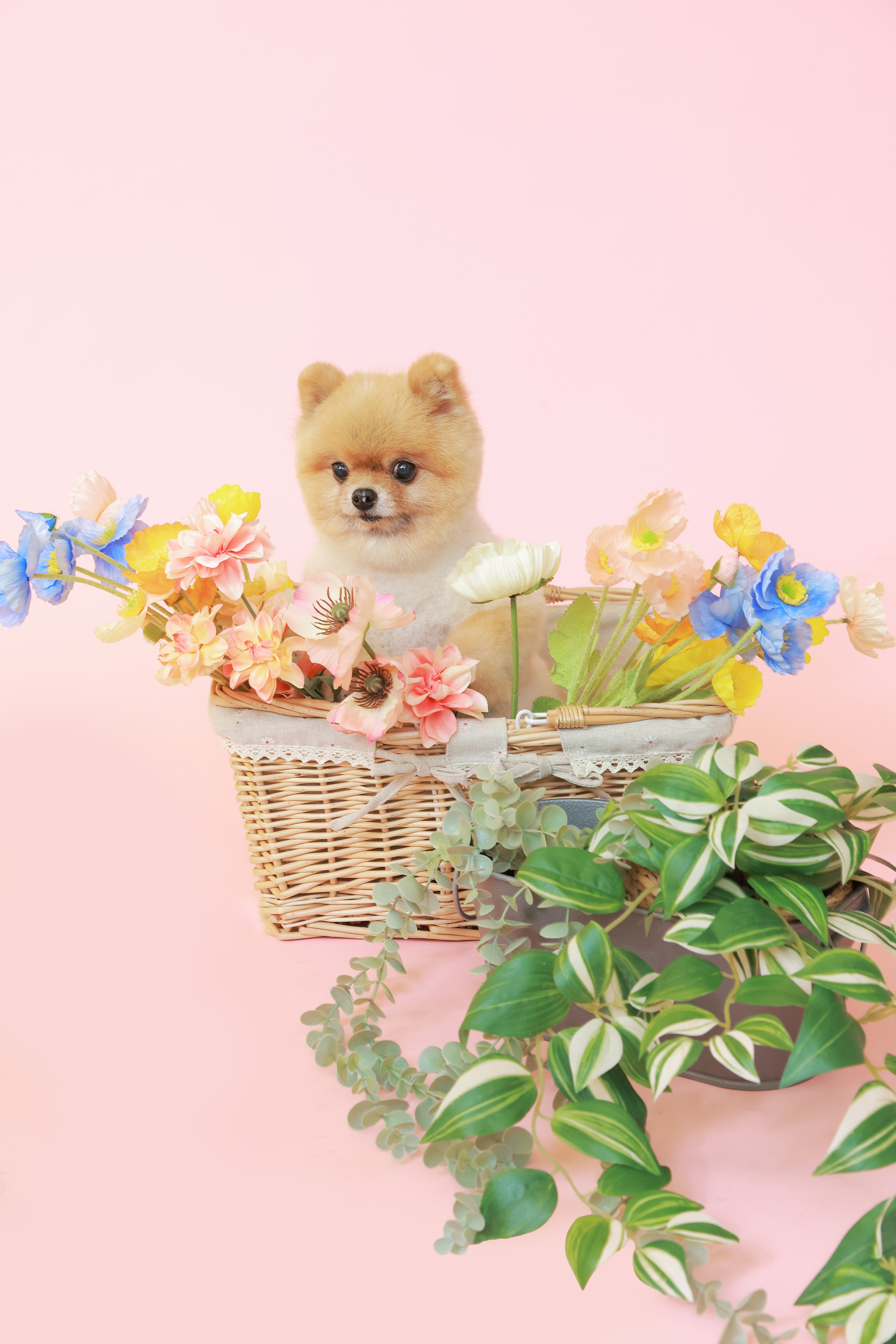 產品主圖